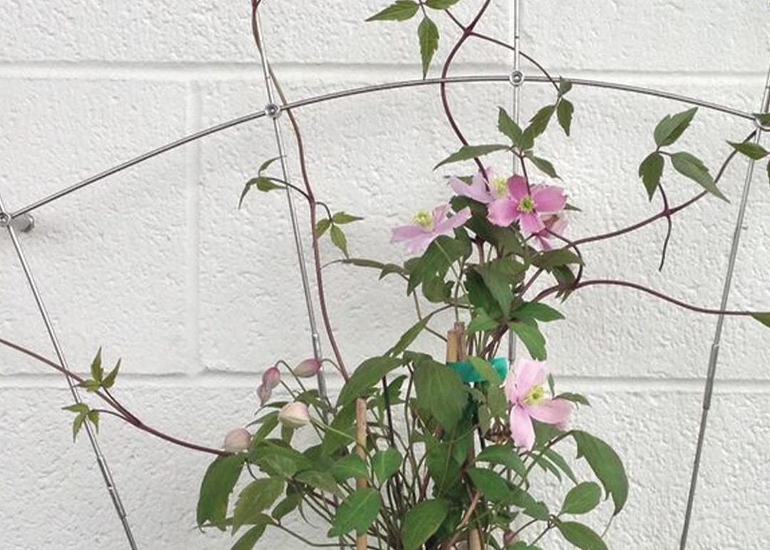 trellis beauty